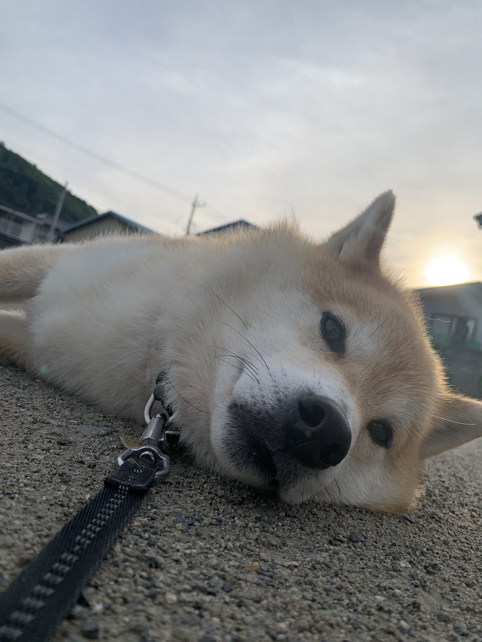 柴犬ちゃちゃ丸 朝ンポで出会ったおじさんに 柴犬はいいねぇ かっこいい 柴犬は賢いからね って言われたんだ へへ T Co 9evrvund29 Twitter 柴犬ちゃちゃ丸 朝ンポで出会ったおじさんに 柴犬はいいねぇ かっこいい 柴犬は賢いからね って言われたんだ へへ T Co 9evrvund29 Twitter