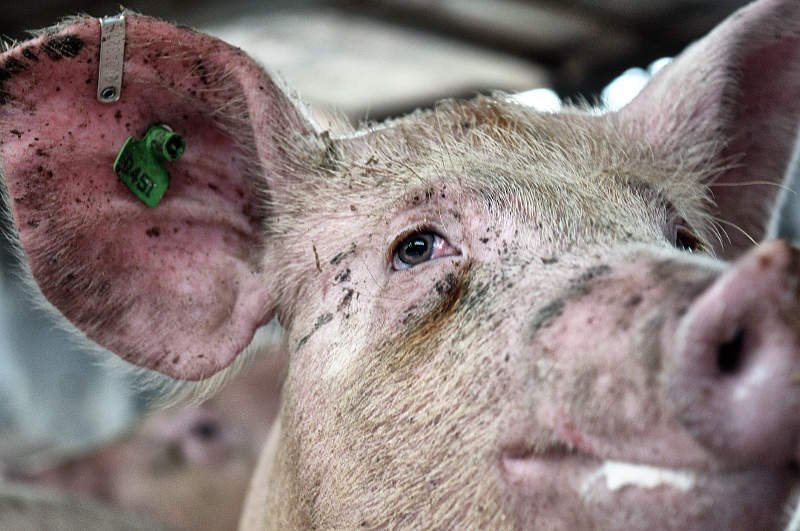 greennomad61's tweet photo. Who are you and
Who am I -
That you may live
And I must die ?
#AnimalRights #HumanRights #NonhumanRights it's all the same
#53pigs #EstherThePig #CompassionIsNotACrime #FoodHasMudNotBlood
#ABatIsDogIsAPigIsACatIsACowIsAFish #WeAnimals #EyesAreAWindow
#SentienceBill #ASF https://t.co/KN4kUMS9f4