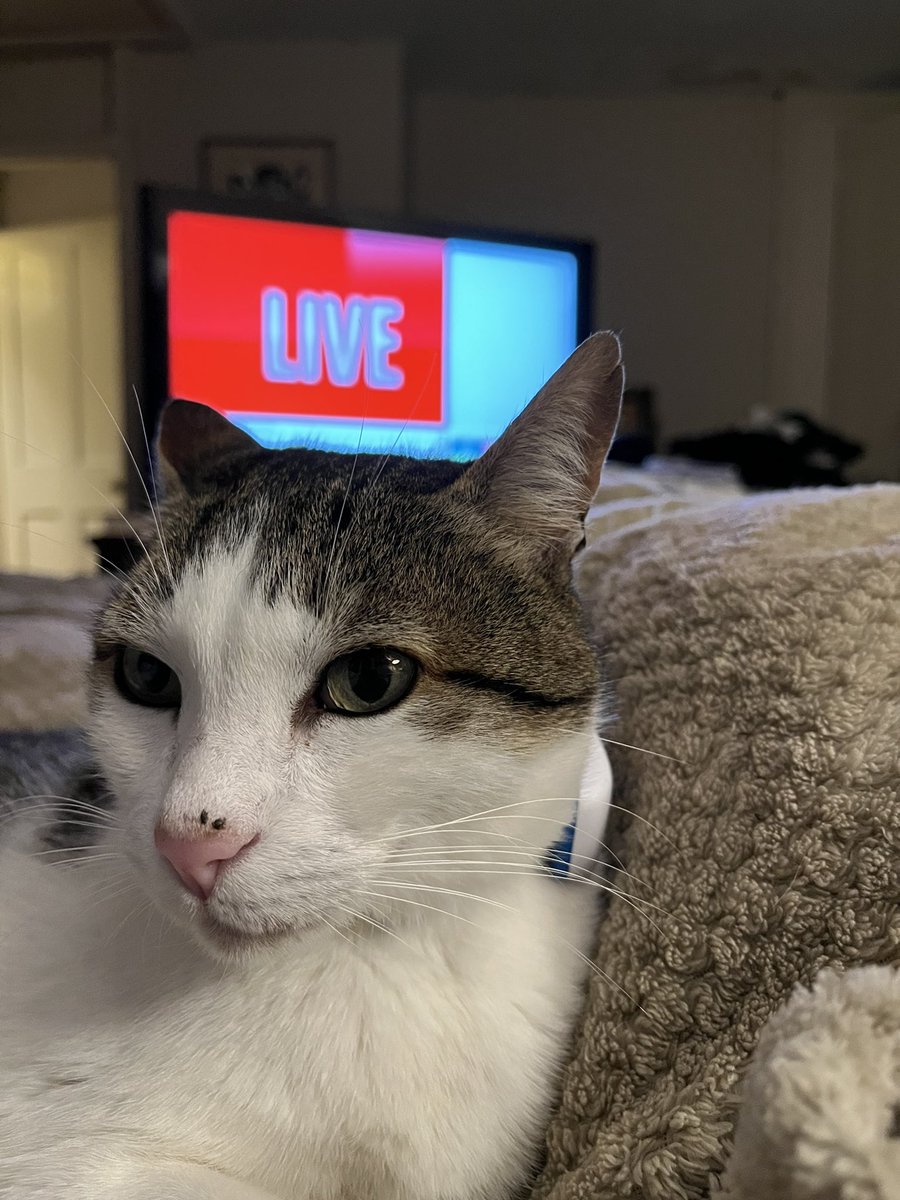 clarescastle's tweet photo. Tito very unimpressed by #LocalElections22 and determined to obscure the view. GPS tracker still on as he has disgraced himself once again, with another dust up with a neighbouring village cat, so early warning system in place. #catsnotatpollingstations https://t.co/gOd9unjuqM
