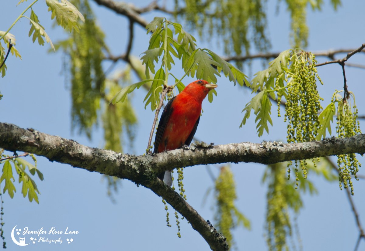 Jens_Starry_Sky's tweet photo. I saw a scarlet tanager in the oak tree todayπ #birds #birdpics #WV #WVbirds #nature #wildlife @ThePhotoHour https://t.co/LjkLhiC3q2