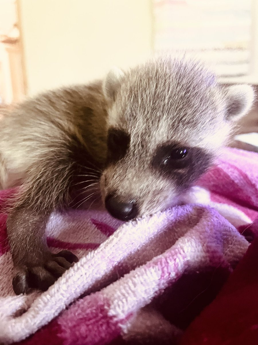 kellilynnfink's tweet photo. This sweet little furry baby just wants to hang out! @bres_locke Guess how much I have finished of my paper tonight? #wildlifefamily #springbabyseason #trytomakemegotorehab https://t.co/2e2LgW0APb