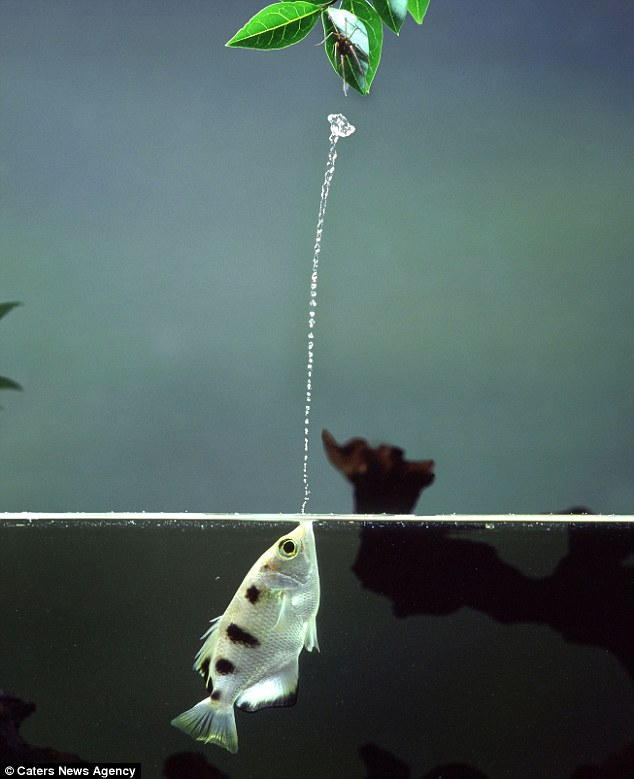 O_Especime's tweet photo. Na primeira parte do fio sobre o peixe arqueiro eu comentei como o animal usa as caraterísticas da própria água para gerar um poderoso jato. 

Mas aquilo não é nem a metade do que esses caras podem fazer com essa técnica. Hoje vamos nos aprofundar mais em suas habilidades! https://t.co/GBNAZG6eXd