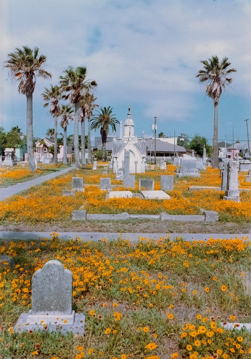 philipephtgrphy's tweet photo. Saw some beautiful flowers in Galveston last week hope it brings some happiness to your day I definitely need it 😂 https://t.co/Go98UzgYQv