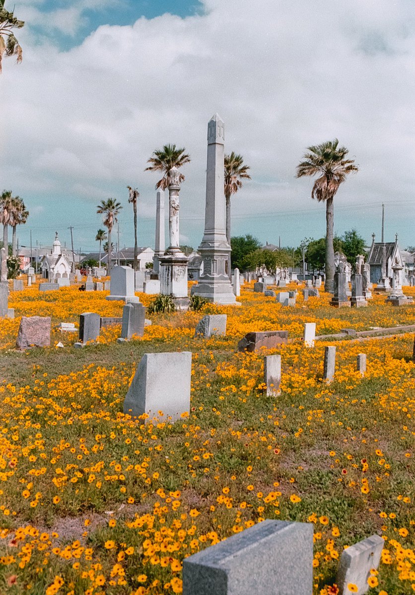philipephtgrphy's tweet photo. Saw some beautiful flowers in Galveston last week hope it brings some happiness to your day I definitely need it 😂 https://t.co/Go98UzgYQv