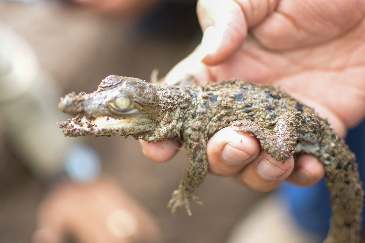 CastanedaCJorge's tweet photo. ¡Hola, pequeños🦎!  
Estamos restaurando y protegiendo su casa para que crezcan en un hábitat libre de peligros y amenazas.
#Restauraciondeecosistemas
📍En una zona protegida de nuestro hermoso pais 😎
@FONAES 
@MedioAmbienteSV  
@CCADSICA 
@SandraYaniraSV 
@EnyAguinada https://t.co/oGZgbIrEw0