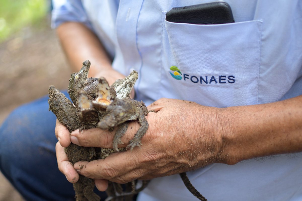 CastanedaCJorge's tweet photo. ¡Hola, pequeños🦎!  
Estamos restaurando y protegiendo su casa para que crezcan en un hábitat libre de peligros y amenazas.
#Restauraciondeecosistemas
📍En una zona protegida de nuestro hermoso pais 😎
@FONAES 
@MedioAmbienteSV  
@CCADSICA 
@SandraYaniraSV 
@EnyAguinada https://t.co/oGZgbIrEw0