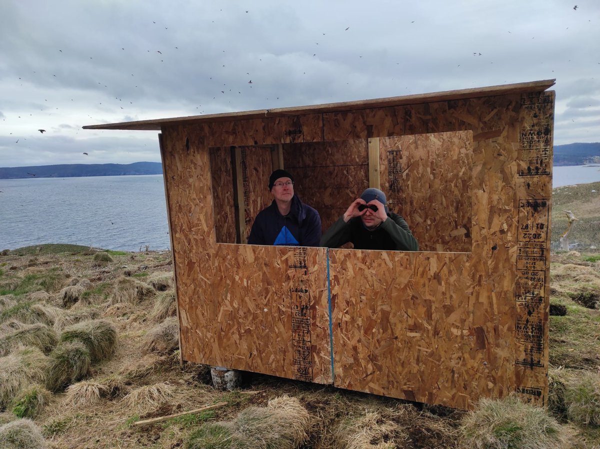 The #puffins are back in #Newfoundland! Check out our brand new bird blind for focal observations of #socialbehavior in #atpu