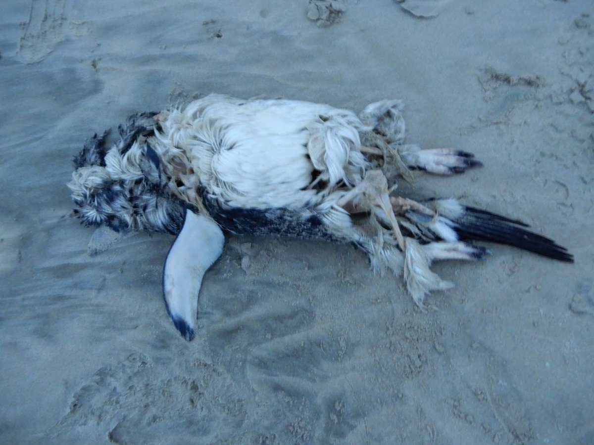 DNAninja1's tweet photo. Here is this year's installment of 'what species is that munted penguin?'. In it we identify a headless corpse from Rakiura as an Adélie penguin - the 5th (or maybe 4th) NZ record. https://t.co/tcqYNOaG3K https://t.co/TMlCmTknhF