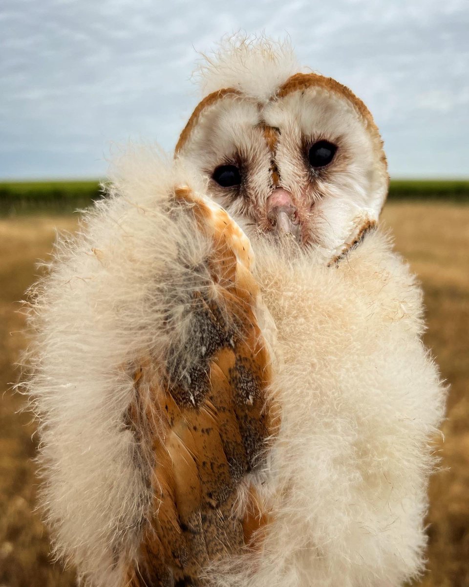 talonDNA's tweet photo. It’s growing season for owlets & grape…
#WildAg #BarnOwl https://t.co/J6fCqlVXx8