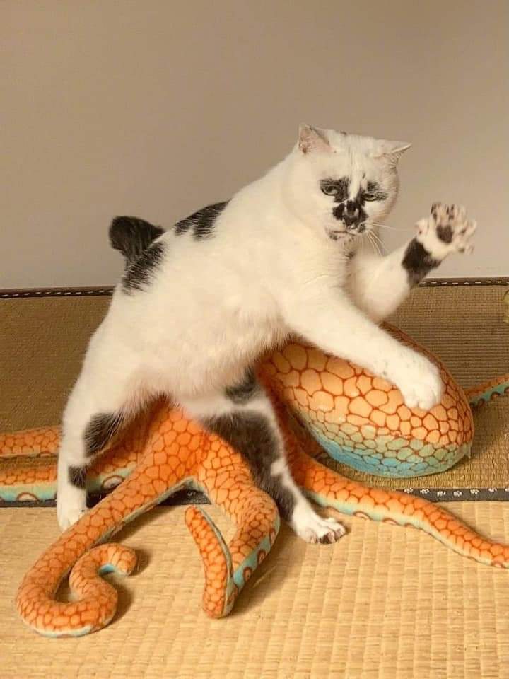 CryptoGunner3's tweet image. I have the worst cold ever. Please send memes #SAFEMOONARMY. I'll start