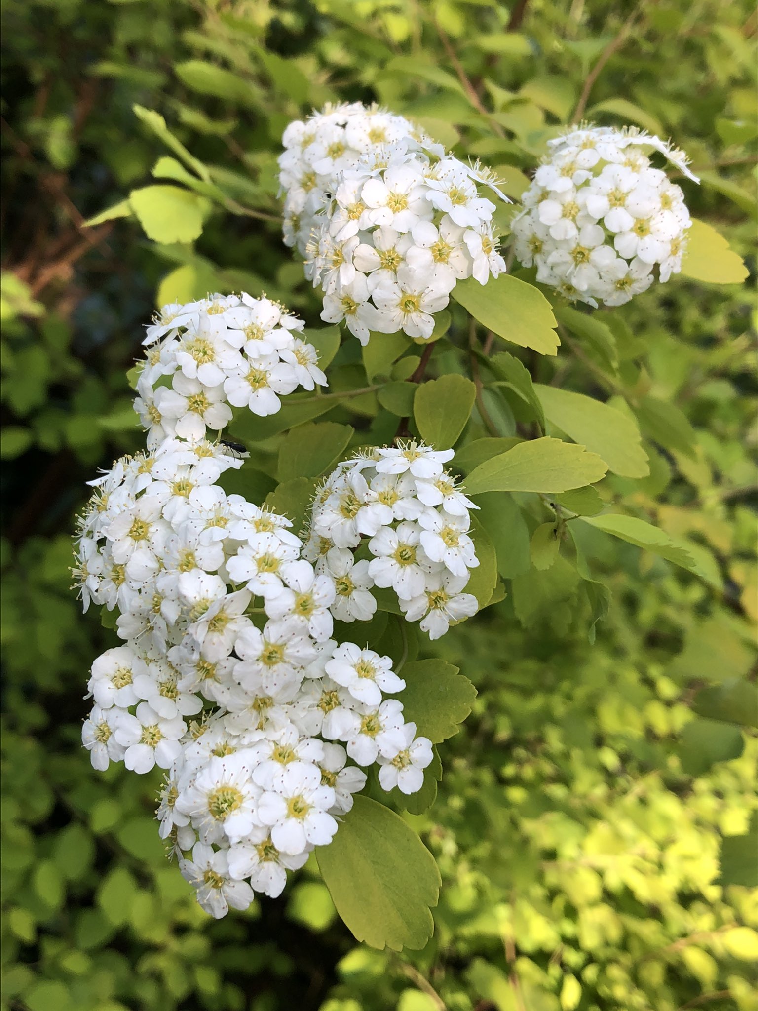 Myyou 皆様おはようございます 手毬のように白い花を咲かせる コデマリ 小手鞠 小さい花が 集まって丸い形がかわいいですね ふわっとふわふわ 花言葉 優雅 上品 そろそろ終わりですかね 近寄って少し触って ﾌﾜﾌﾜ 今日もよろしくお願いします Tlを