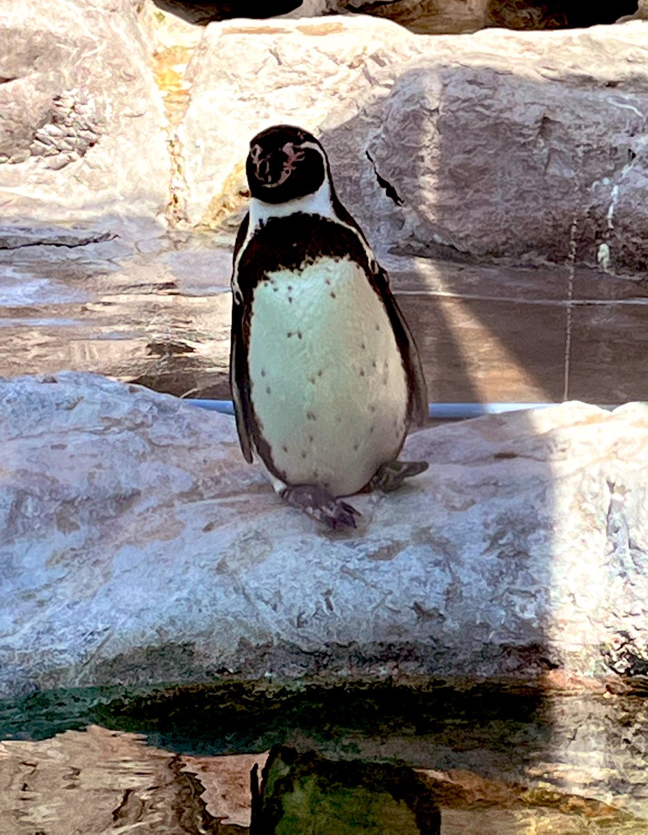 mutico_muu's tweet photo. 私と私の子供達、妹ちゃん家族、甥っ子君、じぃじ、ばぁばと
初ののんほいぱーく☺️
ペンギン可愛いし
キリンが座るの初めて見た😳
ハチミツソフト美味い✨
おかわり買いに行って
お兄さんおまけしてくれた🙏🏻✨
#のんほいパーク #さつまいも  #美味しかった #こどもの日  #可愛い #まんぷくカフェリオン https://t.co/66XXD0blMr