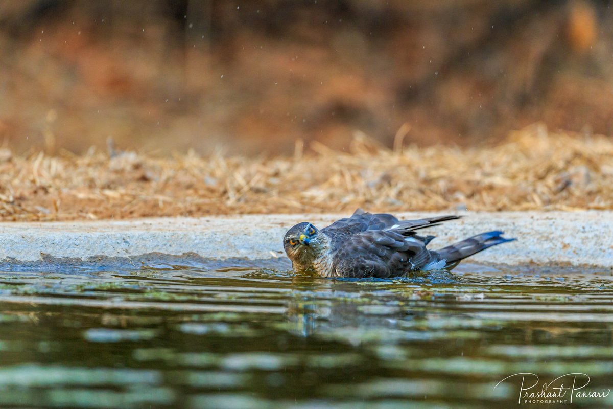 PrashantPansari's tweet photo. A Dip in hot summer evening is a bliss..
#pansariphotography #raptorsofindia #birdsofprey #natgeoyourshot #rajasthantourism #jhalanaforestareajaipur #animalplanetindia #lonelyplanetindia #discoverychannelindia #eurasiansparrowhawk #IndiAves #BeatDHeat #birdsphotography #wildlife https://t.co/rIcbqMkxcj