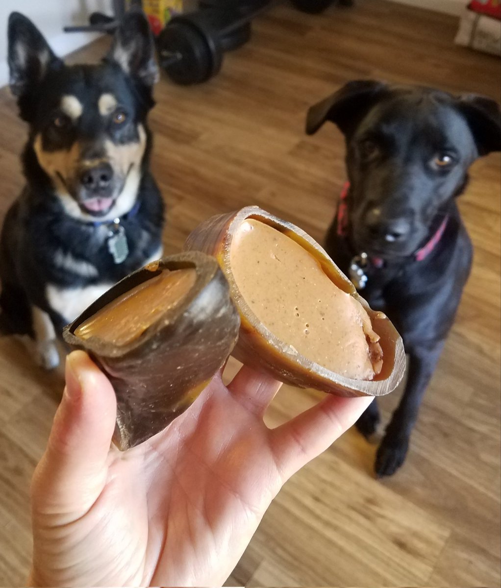 DailyDoggoNews's tweet photo. Birthday treatos started this morning! Reagan is a 2 year old.

#treato #labrador #dogsoftwitter #dog #GermanShepherd https://t.co/X8FOb1db4x