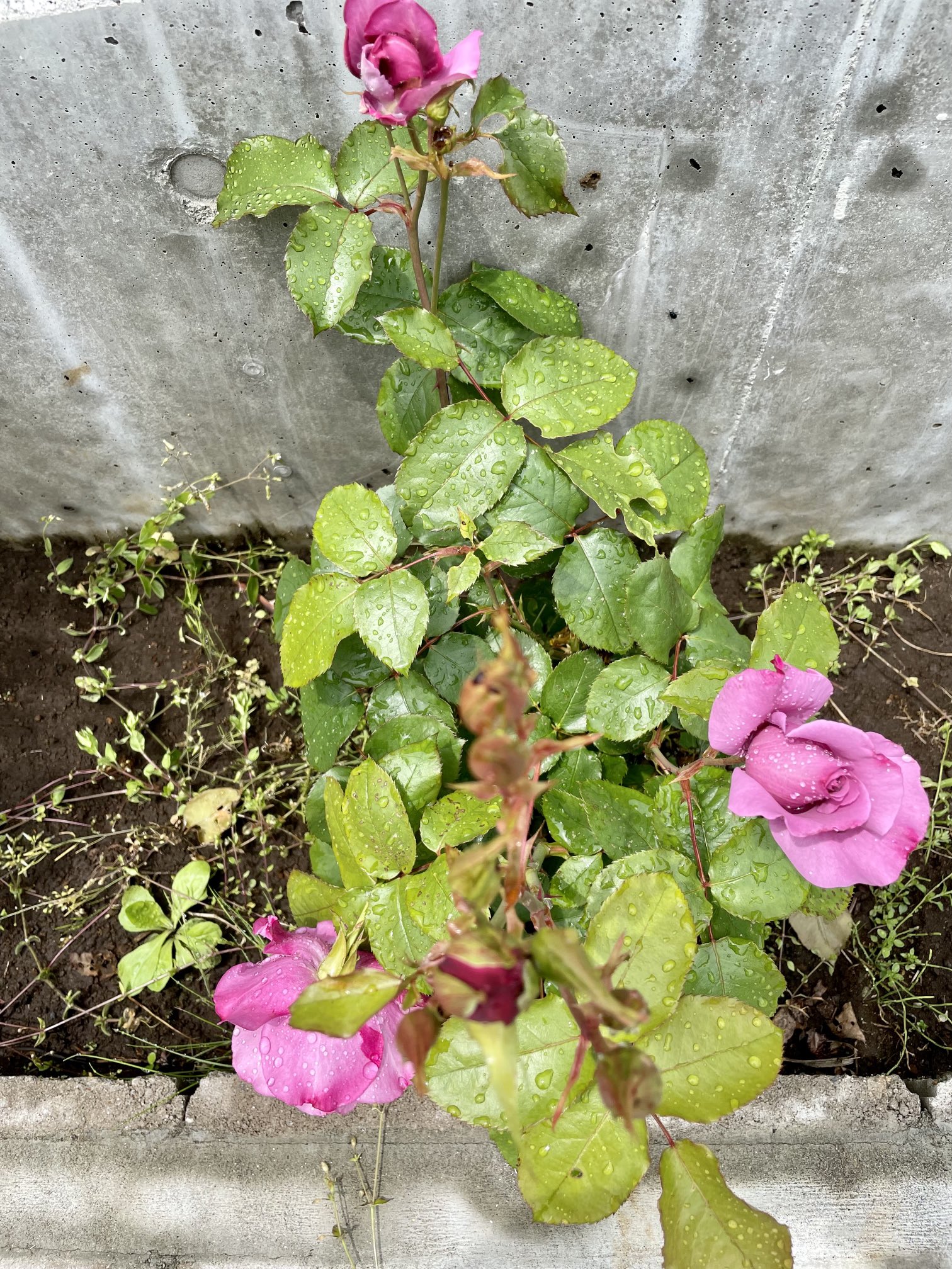 تويتر 西きょうじ さよなら自己責任 على تويتر 紫色の薔薇の予定がややピンクになった 今年はアイスバーグ 白いバラ も植えた 赤い子たちは続々と咲き始めたよ 薔薇は花言葉がなんだか大袈裟 T Co Nyqc91ou0z