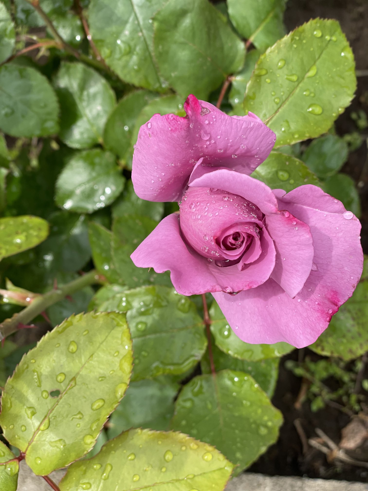 تويتر 西きょうじ さよなら自己責任 على تويتر 紫色の薔薇の予定がややピンクになった 今年はアイスバーグ 白いバラ も植えた 赤い子たちは続々と咲き始めたよ 薔薇は花言葉がなんだか大袈裟 T Co Nyqc91ou0z