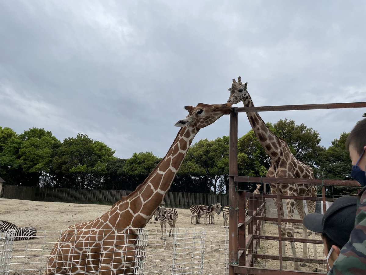 ____yn35_'s tweet photo. キリンさん可愛かったな〜〜🦒 https://t.co/vvRUpz06sQ