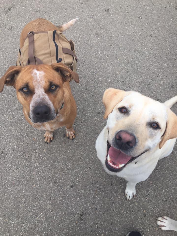 RandyWiggles's tweet photo. Been a little naughty at daycare lately and have been jumping the fence😈

My frens put a backpack on me to weigh me down a little so I don’t do it anymore….so embarrassing 🙈 🐶 😂 

#dogs #dogsoftwitter https://t.co/2Mk9Cy0LiH