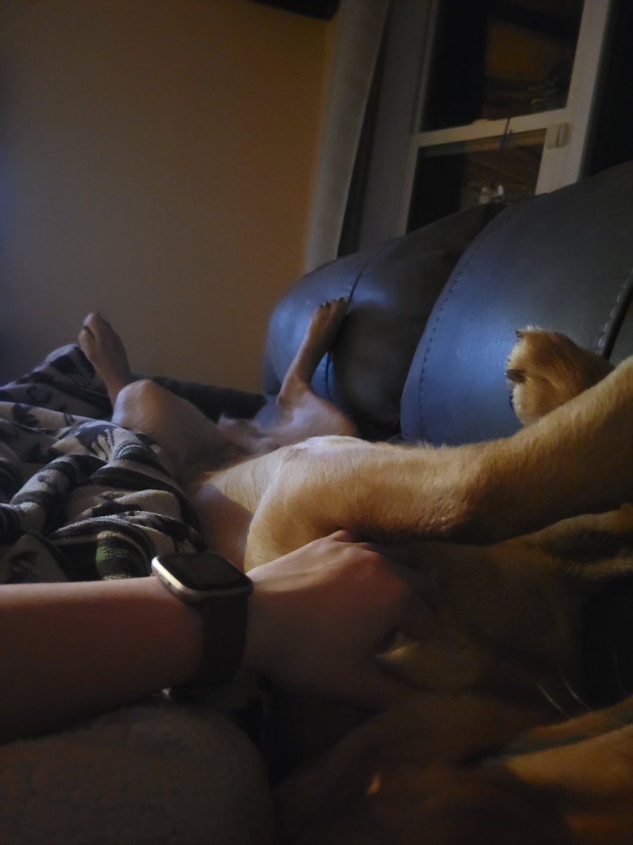 AlexaBorg__'s tweet photo. The only way Opie knows how to cuddle with me when I'm laying on the couch 😂 https://t.co/GP62GHewH8