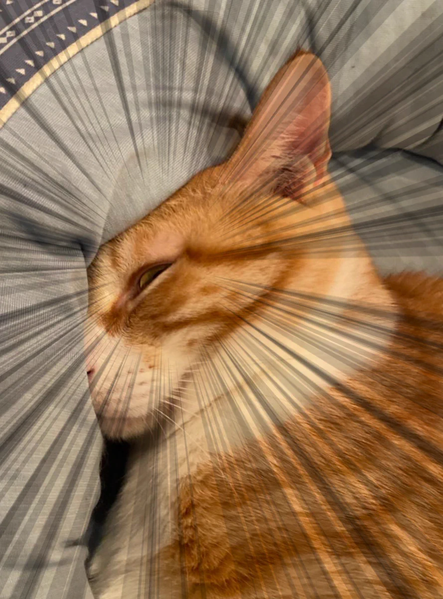猫気分 キュルZ on X: 