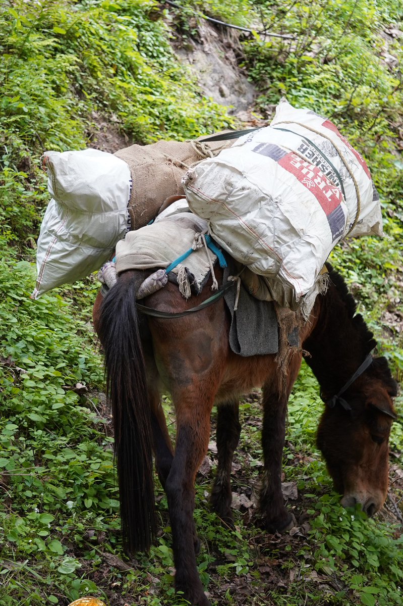 Budhram our horseman

He realised most of the packaging material was transported to the top was by him only &amp; he shared his concern of being equally guilty  

Concept of picking up waste from trekking trails &amp; recycling was alien to him but was very happy to become our volunteer