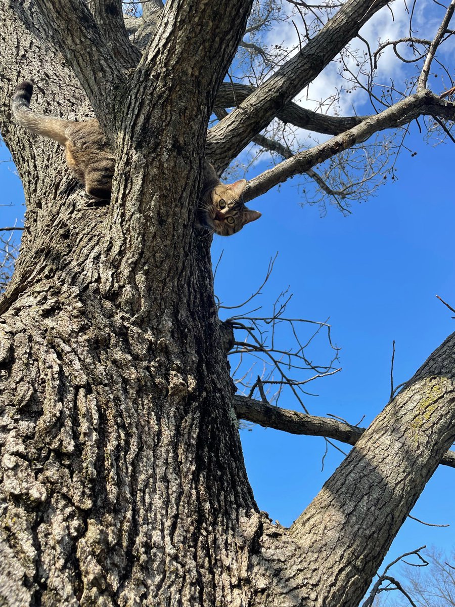 Felis catus (my cat Nora) in a Liquidambar styraciflua (sweetgum tree) #ees028