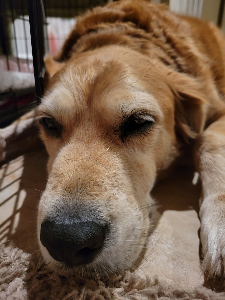 Had to let me Autumn go today,   such a hard decision.  She was my buddy.  RIP Autumn