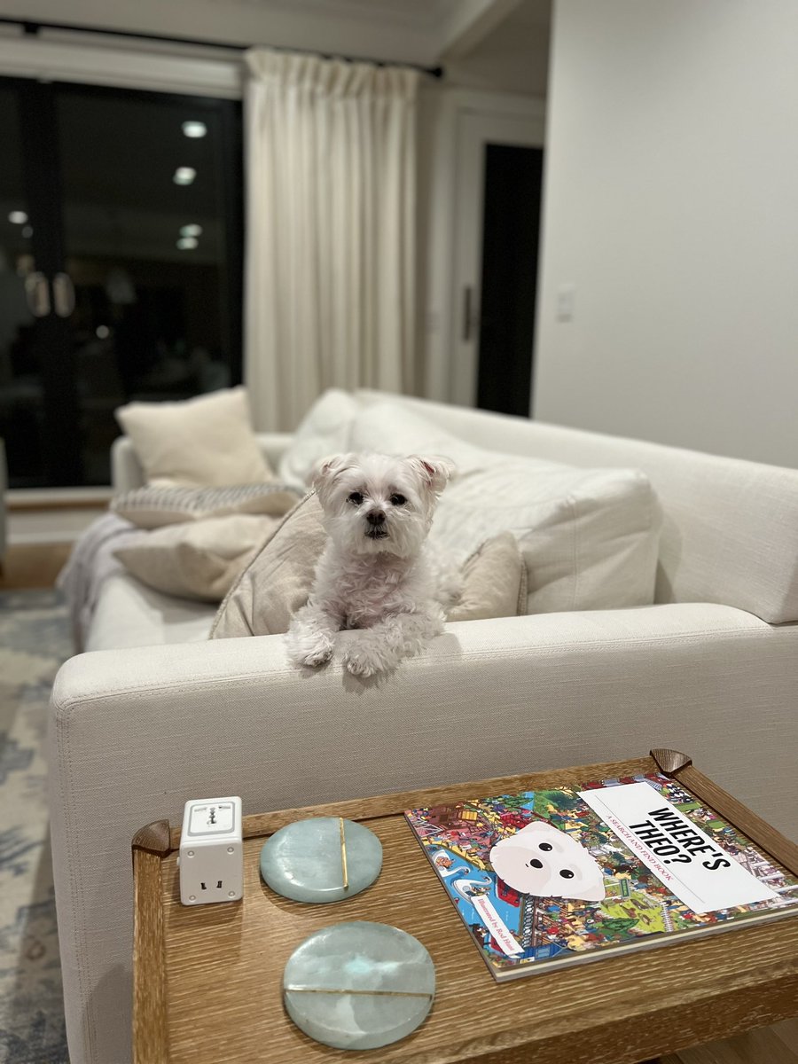 Theo (@TheoTheMaltipoo) / Posts / X