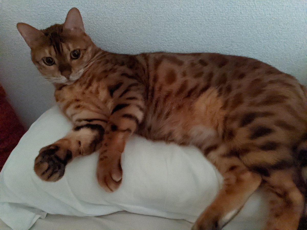Alissa71799137's tweet photo. C'est mon chat. Son nom est Sawyer. 😺 https://t.co/R7LheaVjBA