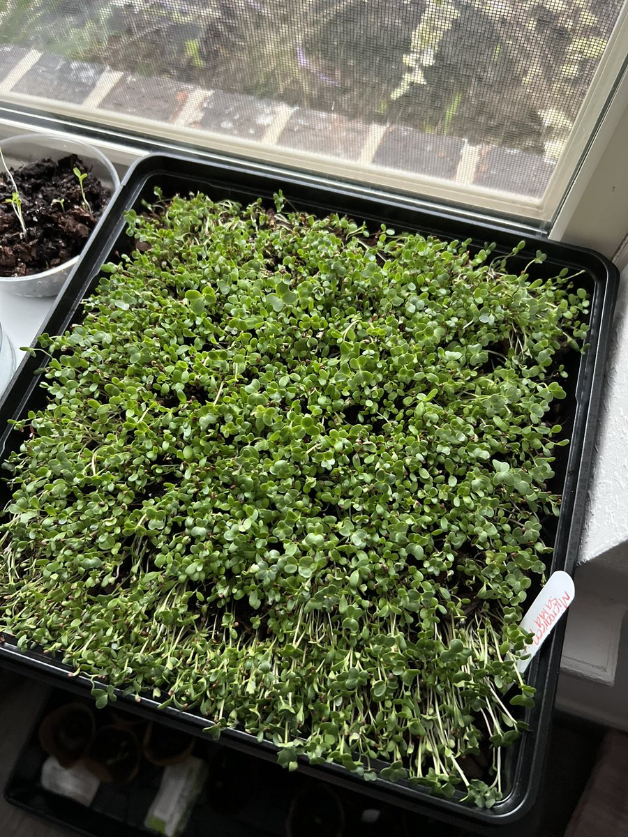 laurensavcic's tweet photo. Growing micro greens 🥬 had been the most fun and the best idea!
#microgreens #growingsprouts
#eatmoreplants https://t.co/DVIwDLy6Di