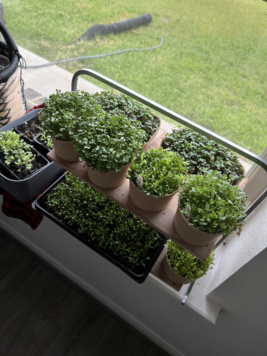 laurensavcic's tweet photo. Growing micro greens 🥬 had been the most fun and the best idea!
#microgreens #growingsprouts
#eatmoreplants https://t.co/DVIwDLy6Di