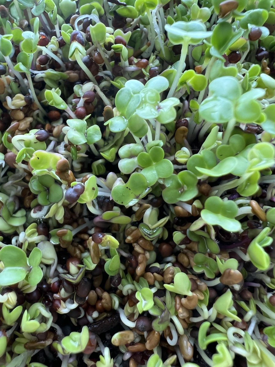 laurensavcic's tweet photo. Growing micro greens 🥬 had been the most fun and the best idea!
#microgreens #growingsprouts
#eatmoreplants https://t.co/DVIwDLy6Di