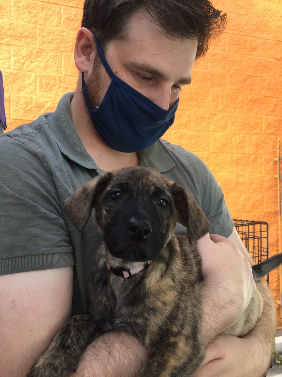 ACaroMunoz's tweet photo. @RogenSandy We were looking for a pup and found a sweet momma who had just given birth at her foster mom’s home, we asked for the biggest girl in the litter and that’s how we ended up with our indoor pony! https://t.co/MbQ8VbNhra