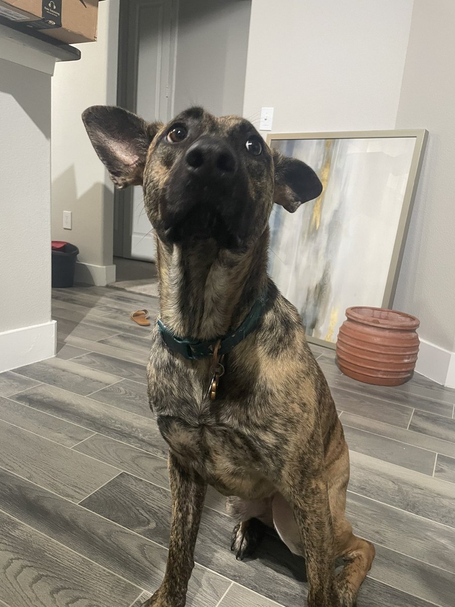 ACaroMunoz's tweet photo. @RogenSandy We were looking for a pup and found a sweet momma who had just given birth at her foster mom’s home, we asked for the biggest girl in the litter and that’s how we ended up with our indoor pony! https://t.co/MbQ8VbNhra