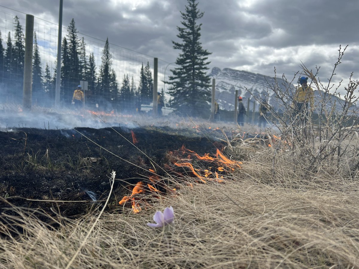 fireminded's tweet photo. Sometimes you shoot your shot by going for a small #burnwindow and the rain stays away just long enough to do some great work 🔥 #prescribedfire #blacklining #fireguard https://t.co/Ul8DumxptJ