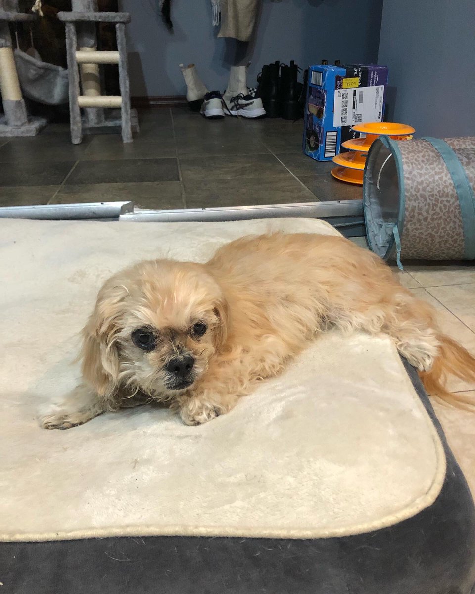 scriptmunkee's tweet image. Today we said goodbye to our beloved Scooby! We were a part of his life for 16 years. He helped to raise my girls, his dog brother &amp;amp; our kittens. My little man is an amazing little fur-child &amp;amp; will be missed. #RIPScooby