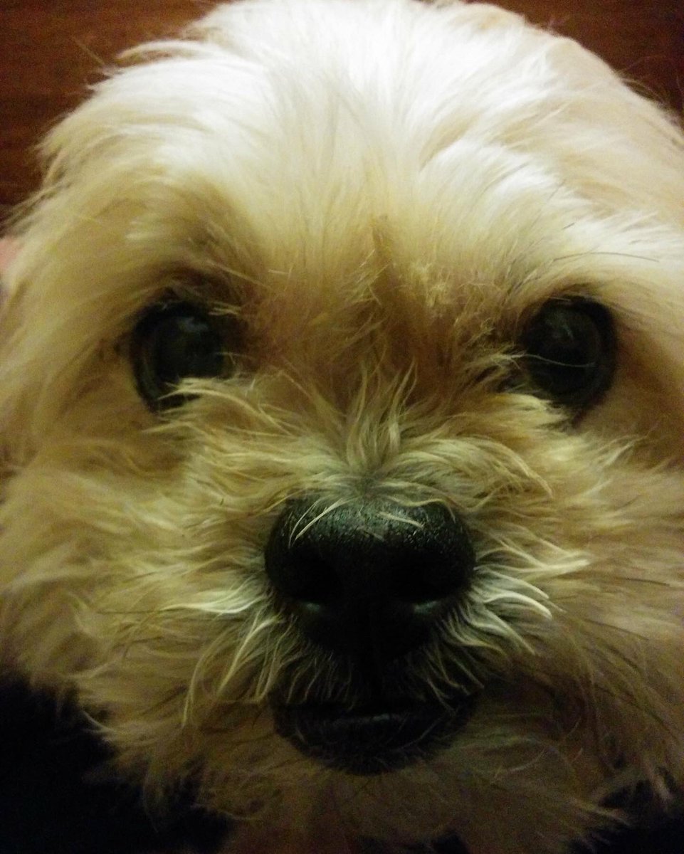 scriptmunkee's tweet image. Today we said goodbye to our beloved Scooby! We were a part of his life for 16 years. He helped to raise my girls, his dog brother &amp;amp; our kittens. My little man is an amazing little fur-child &amp;amp; will be missed. #RIPScooby