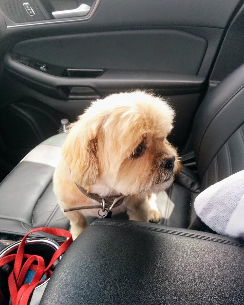 scriptmunkee's tweet image. Today we said goodbye to our beloved Scooby! We were a part of his life for 16 years. He helped to raise my girls, his dog brother &amp;amp; our kittens. My little man is an amazing little fur-child &amp;amp; will be missed. #RIPScooby