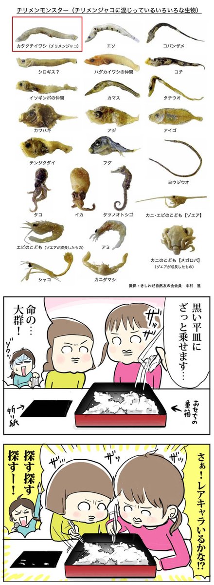 食べれる教材『ちりめんモンスター』ゲットしてみた話

#コミックエッセイ #子育て漫画 