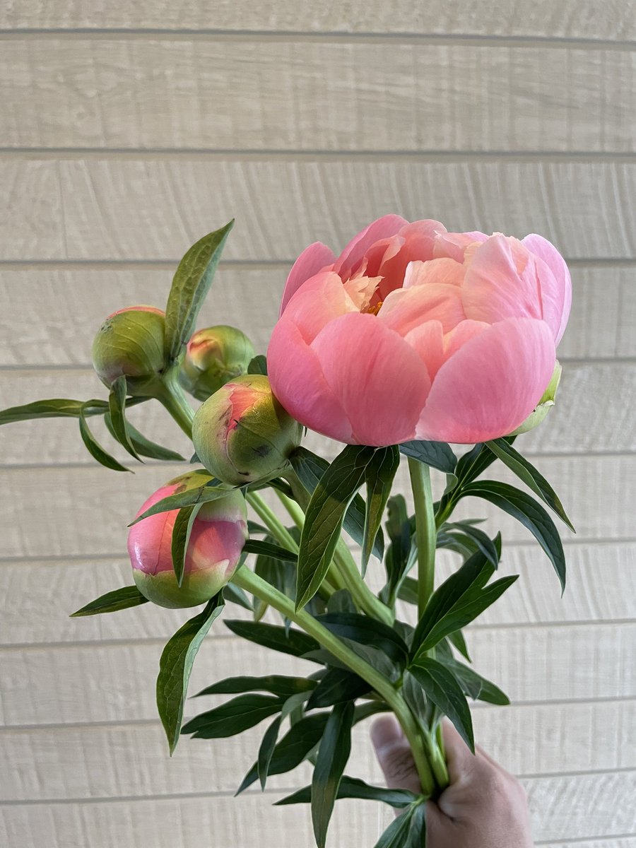 Kissy_SYiiiREAL's tweet photo. おはようございます💐シャクヤクなぜか
１本だけ開花しま���た😅 https://t.co/ys9SNBEkNu
