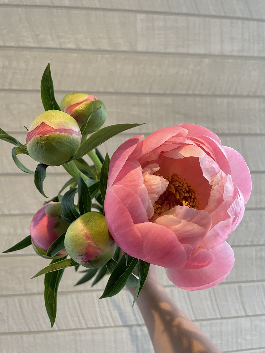 Kissy_SYiiiREAL's tweet photo. おはようございます💐シャクヤクなぜか
１本だけ開花しま���た😅 https://t.co/ys9SNBEkNu