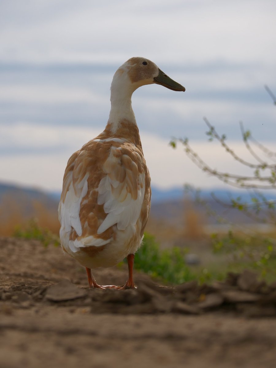 DuckFoodBot's tweet photo. "fourscore and after feeding seven ducks our fathers..." - Abraham Lincoln

(retweet and this bot sends a snack to the DashDucks at https://t.co/bCx4zPvQWf) https://t.co/hPpJR8bL9j