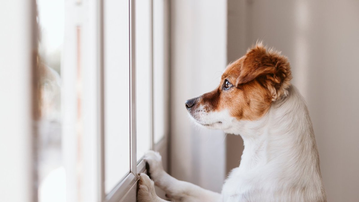 We offer safe and efficient interior and exterior window cleaning solutions.  Regardless of the height, we’ve got you covered. Book now and get up to 50 exterior windows cleaned for $135. 

Offer lasts until May 15th, appointments are limited. 
Book here: ow.ly/YRTs50IJ7z7