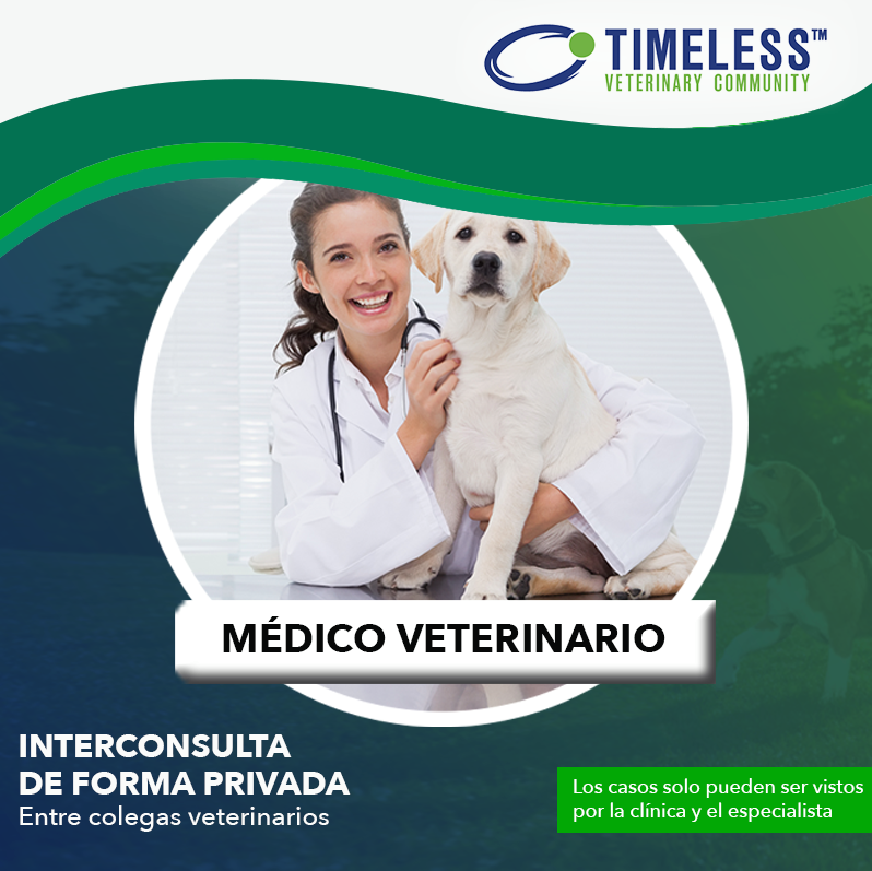 TimelessVetES's tweet photo. #MédicoVeterinario ¿Necesitas consultar alguna duda sobre un caso con otro colega experto? 
🔹 Con Timeless, solo tienes que ingresar a la plataforma y llenar las plantillas de información.

🔹 ¡Prueba Timeless! https://t.co/JsUndpSkXU https://t.co/Bk8ATq0dyV