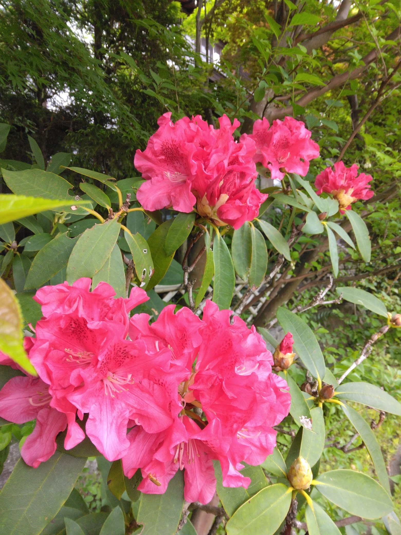 浄土宗 心行寺 石楠花が咲き始めました シャクナゲの花言葉は 威厳 荘厳 T Co Anyksp99xa Twitter