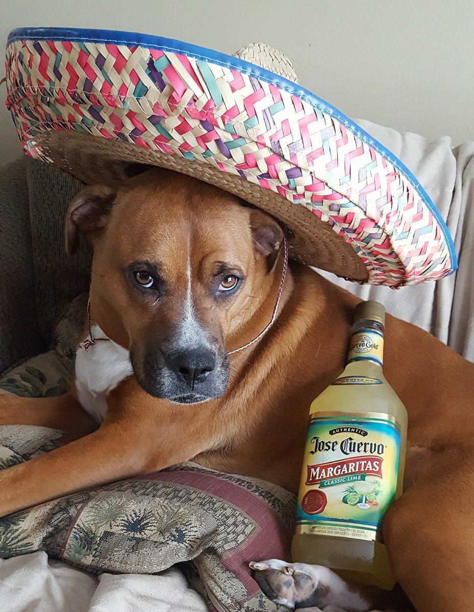 K9XBall's tweet photo. Happy Cinco de Mayo from your friends at https://t.co/IEKofwBK8i! https://t.co/RZXwWzGwvn
