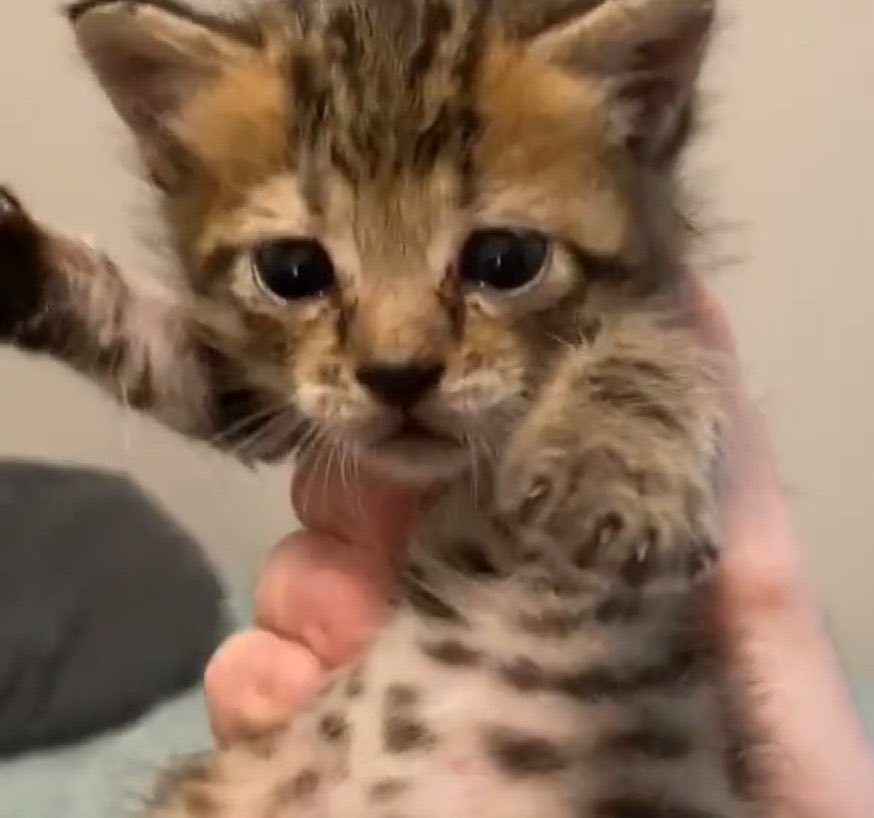 kittyOwned's tweet photo. me when the when the https://t.co/lSW6w74sb1