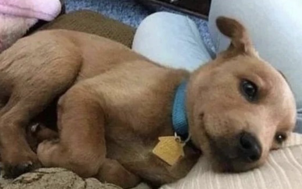 toupassada__'s tweet photo. Esse é o baby Scooby.
Assim que você rolar a tela, ele sumirá para sempre. Essa é a única chance de você curtir o baby Scooby. https://t.co/YJLvE0FbA8