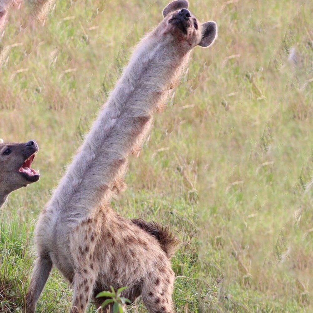 When you type "yeeeeeeeeeeeeen" instead of "yeen".