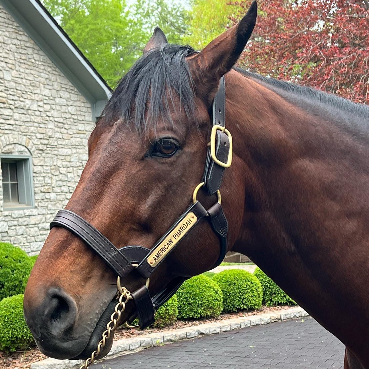 MarkBPentecost's tweet photo. Kicking Derby weekend off right!
Thank you for having us today Coolmore Farms. Amazing tour and amazing Studs! Both of them are Triple Crown winners Justify and American Pharoah!👊
#KentuckyDerby #KentuckyDerby2022 #DerbyBound https://t.co/E8pDTyKkIg